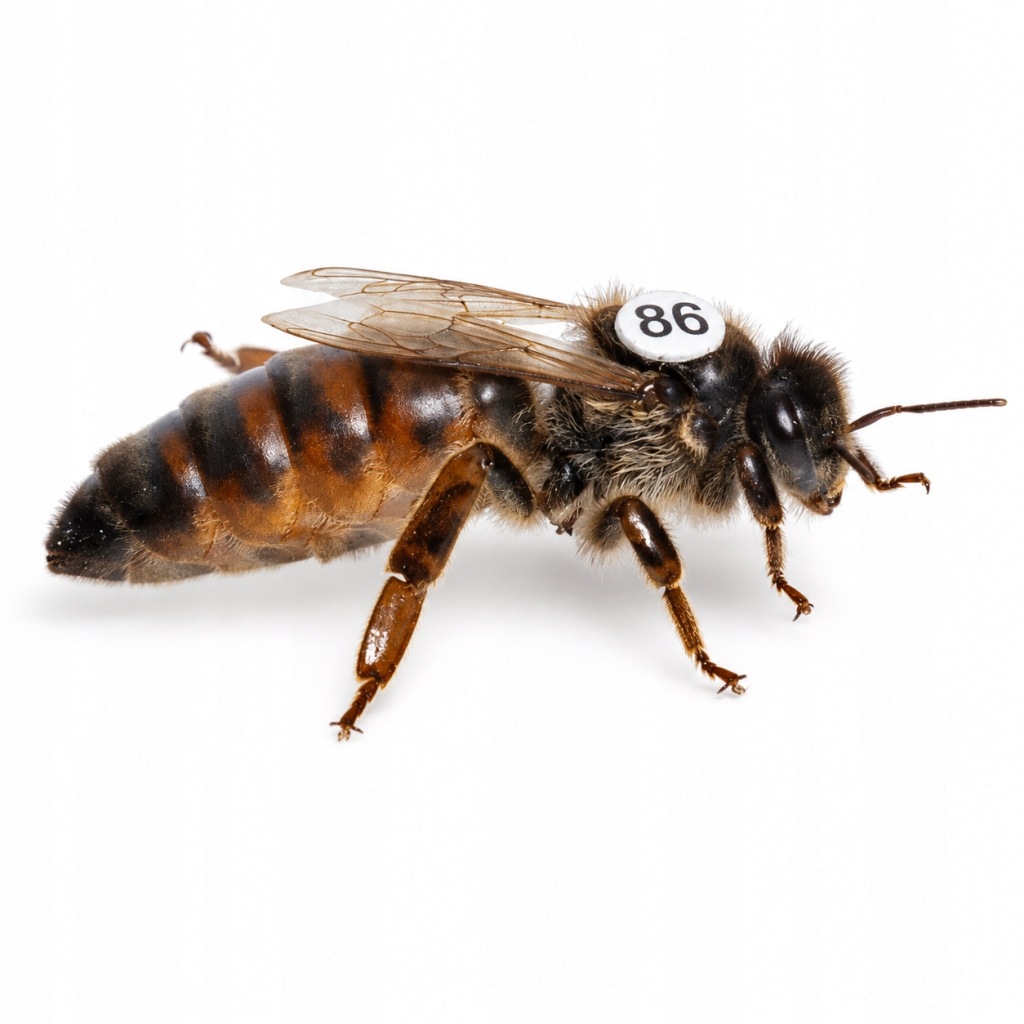 Matki-pszczele-Buckfast-KB-tegoroczna-unasieniona-POGLOWIE-OJCOWSKIE Matki pszczele Buckfast KB unasienione 2026