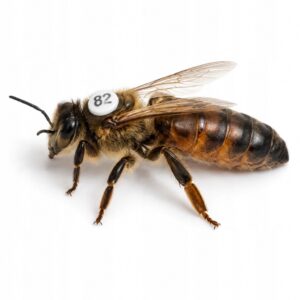 Matki pszczele Buckfast KB unasienione 2026